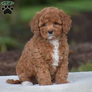 Viola, Cavapoo Puppy